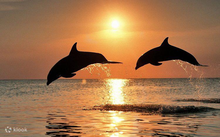 Dolphins